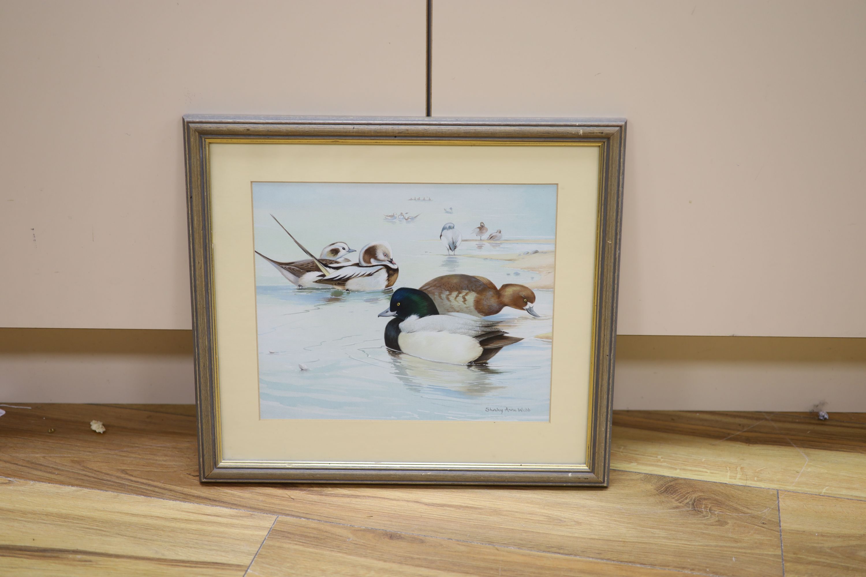 Shirley Anne Webb (20th century), watercolour and gouache on paper, Long Tailed and Scaup ducks by the shore, signed, 24.5 x 29.5cm